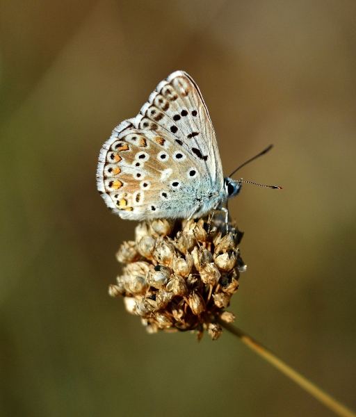 Polyommatus hispanus, Lycaenidae